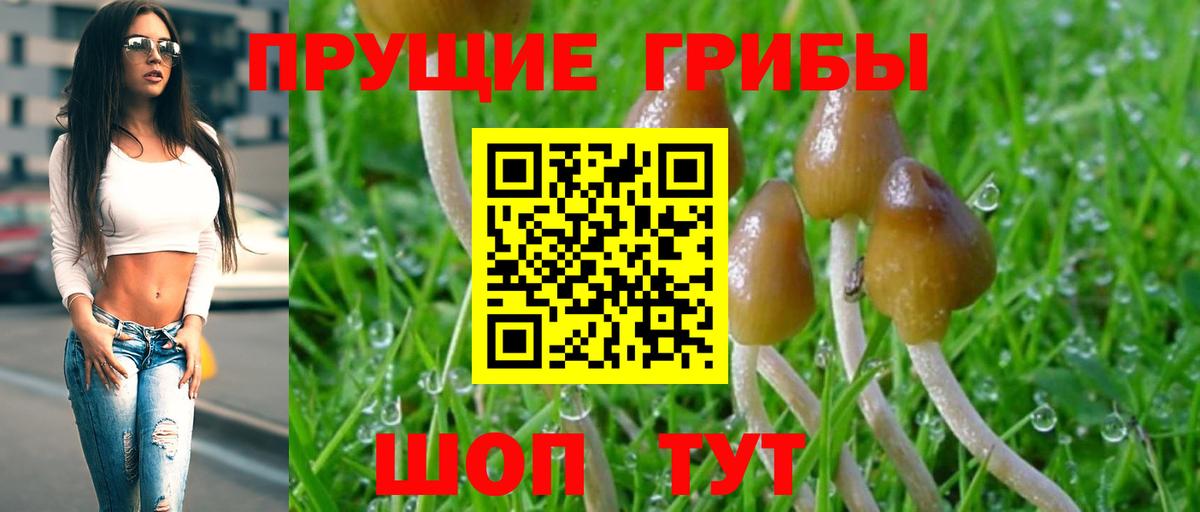 Псилоцибиновые грибы мухоморы Брянск